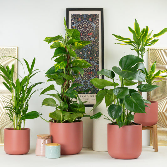 Easy Home Styling | Tall Plant Bundle
